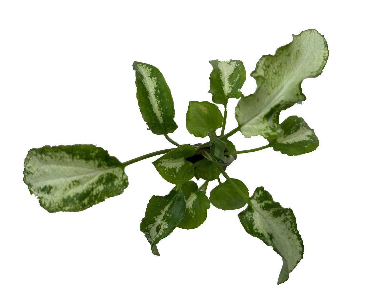 Syngonium 'Three King'