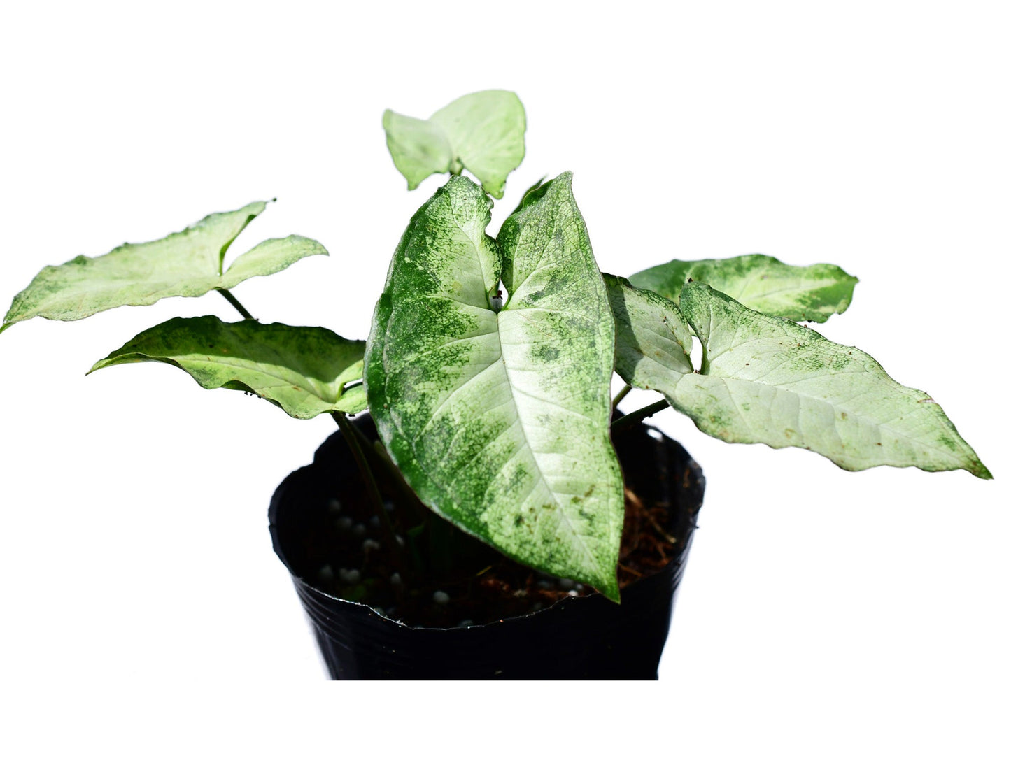 Syngonium podophyllum