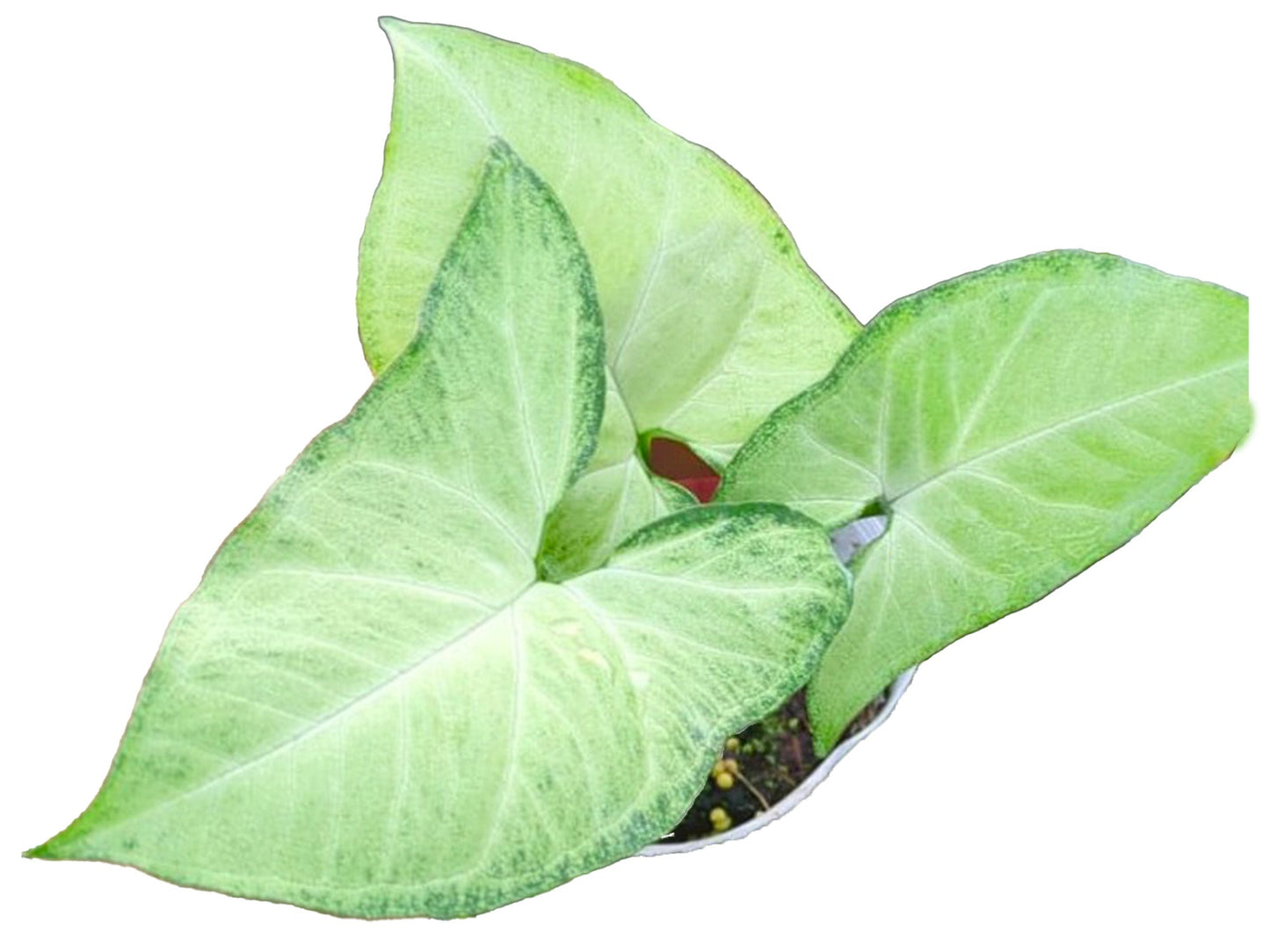 Syngonium podophyllum