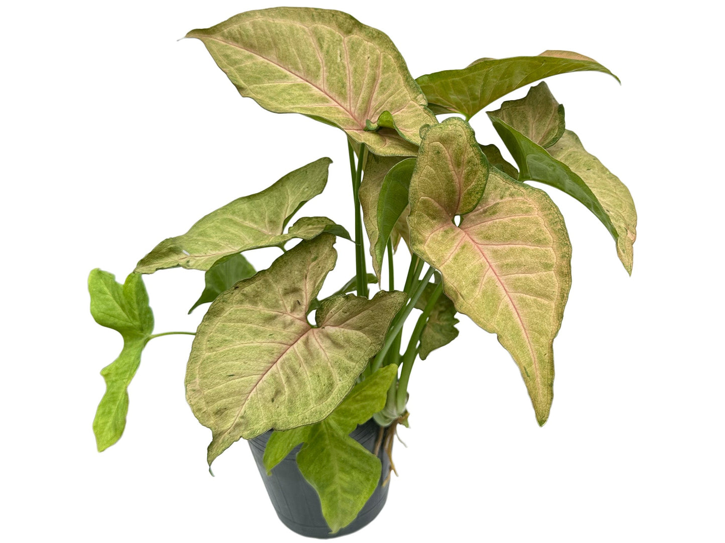 Syngonium podophyllum 'Regina Red'