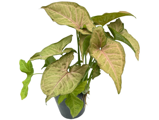 Syngonium podophyllum 'Regina Red'