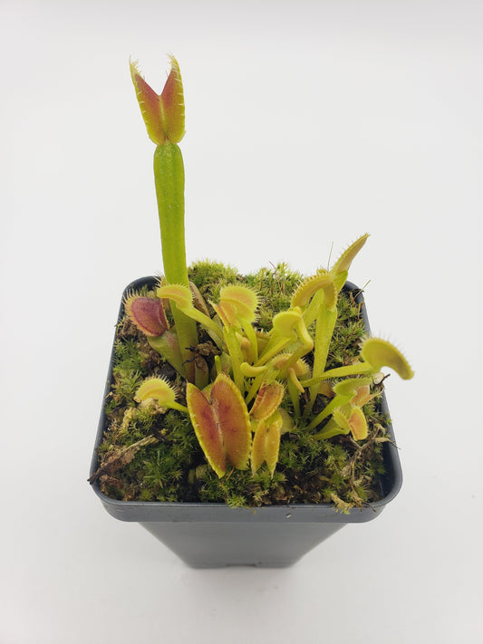 Venus flytrap (Dionaea muscipula) "Dente"