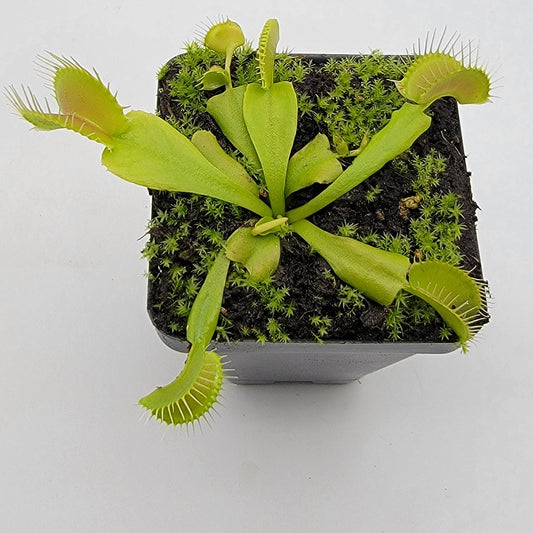 Venus flytrap (Dionaea muscipula) 'Double Trouble'