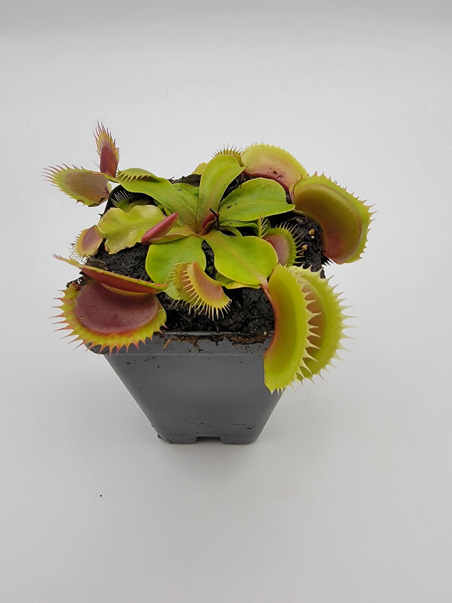 Venus flytrap (Dionaea muscipula) 'FTS Flaming Lips'