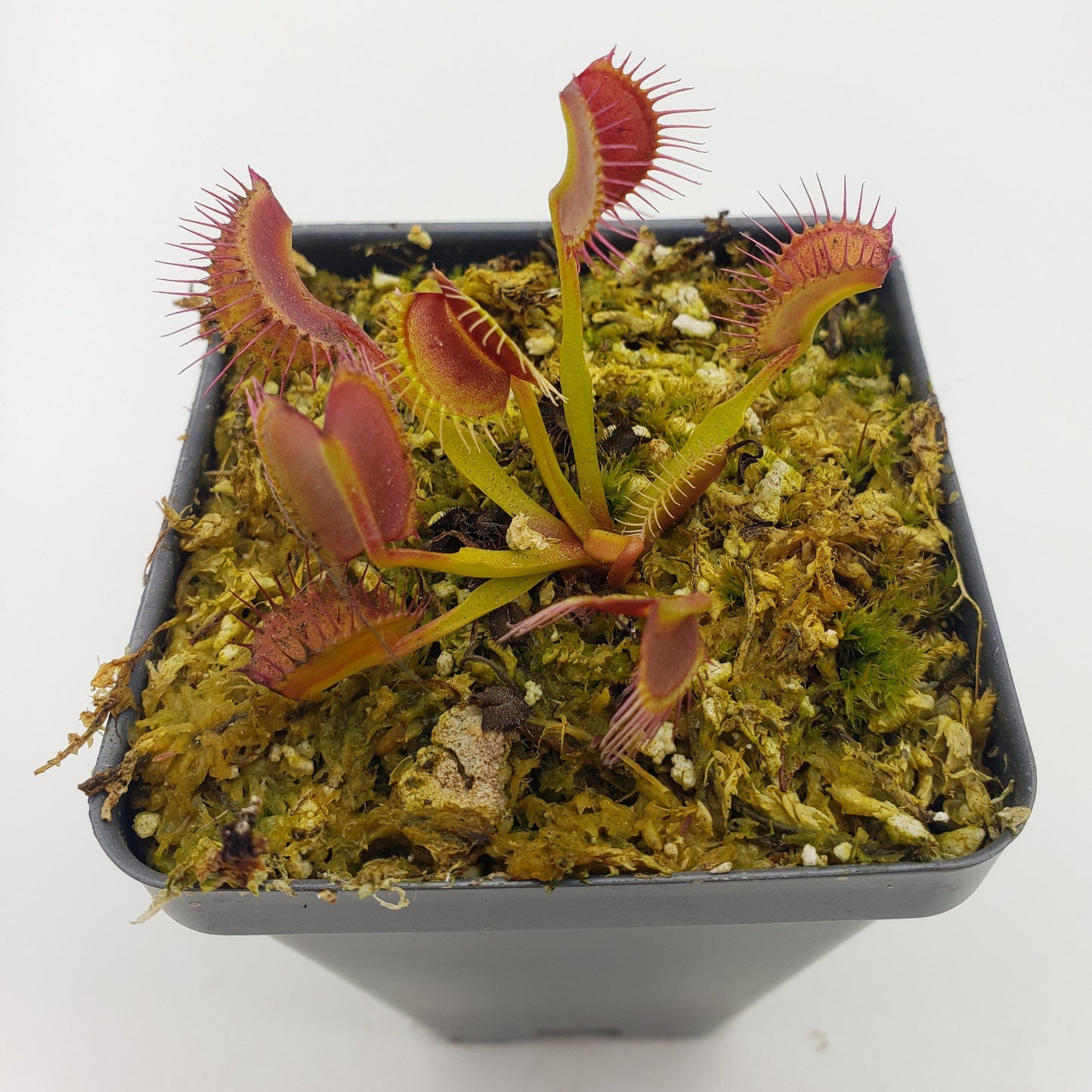 Venus flytrap (Dionaea muscipula) 'Kayan'