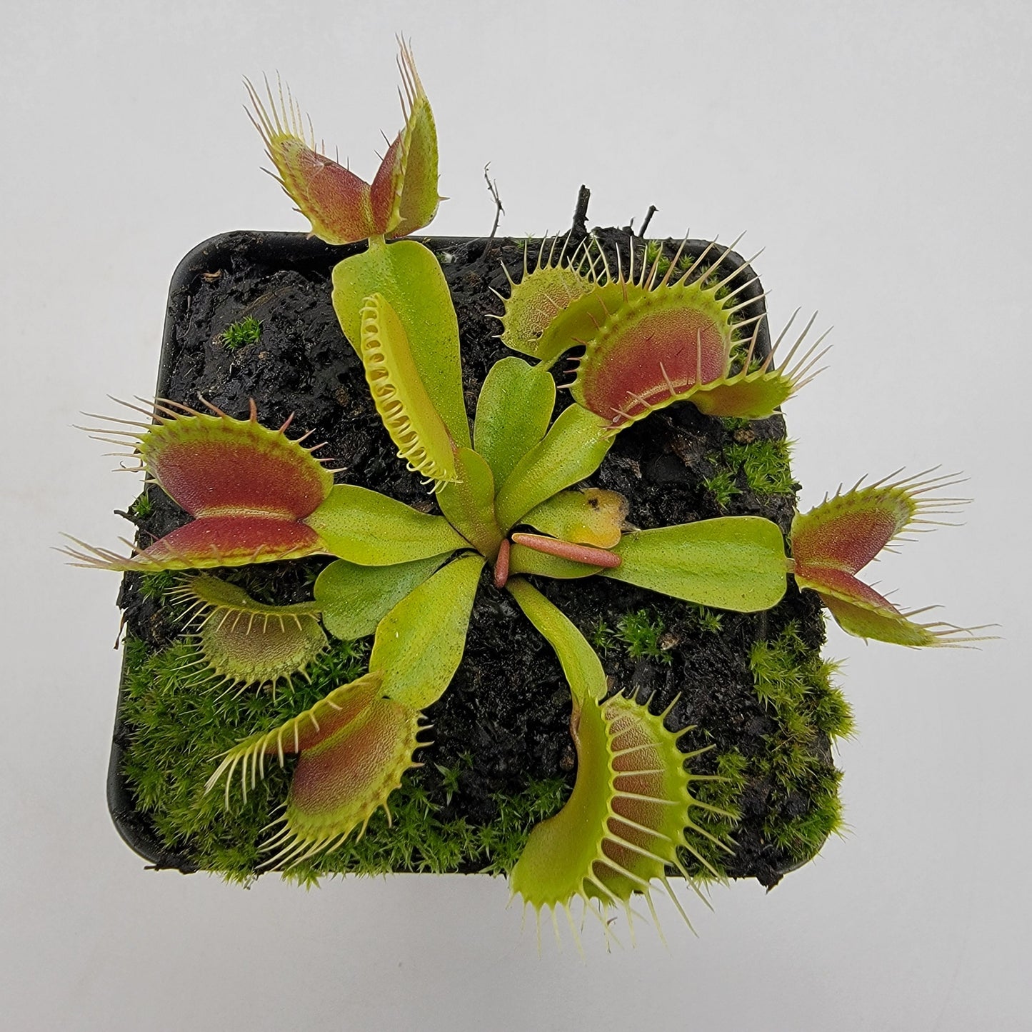 Venus flytrap (Dionaea muscipula)  'Low Giant' x 'Jaws smiley'