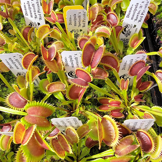 Venus flytrap (Dionaea muscipula) 'Sawtooth' x 'Red Piranha'