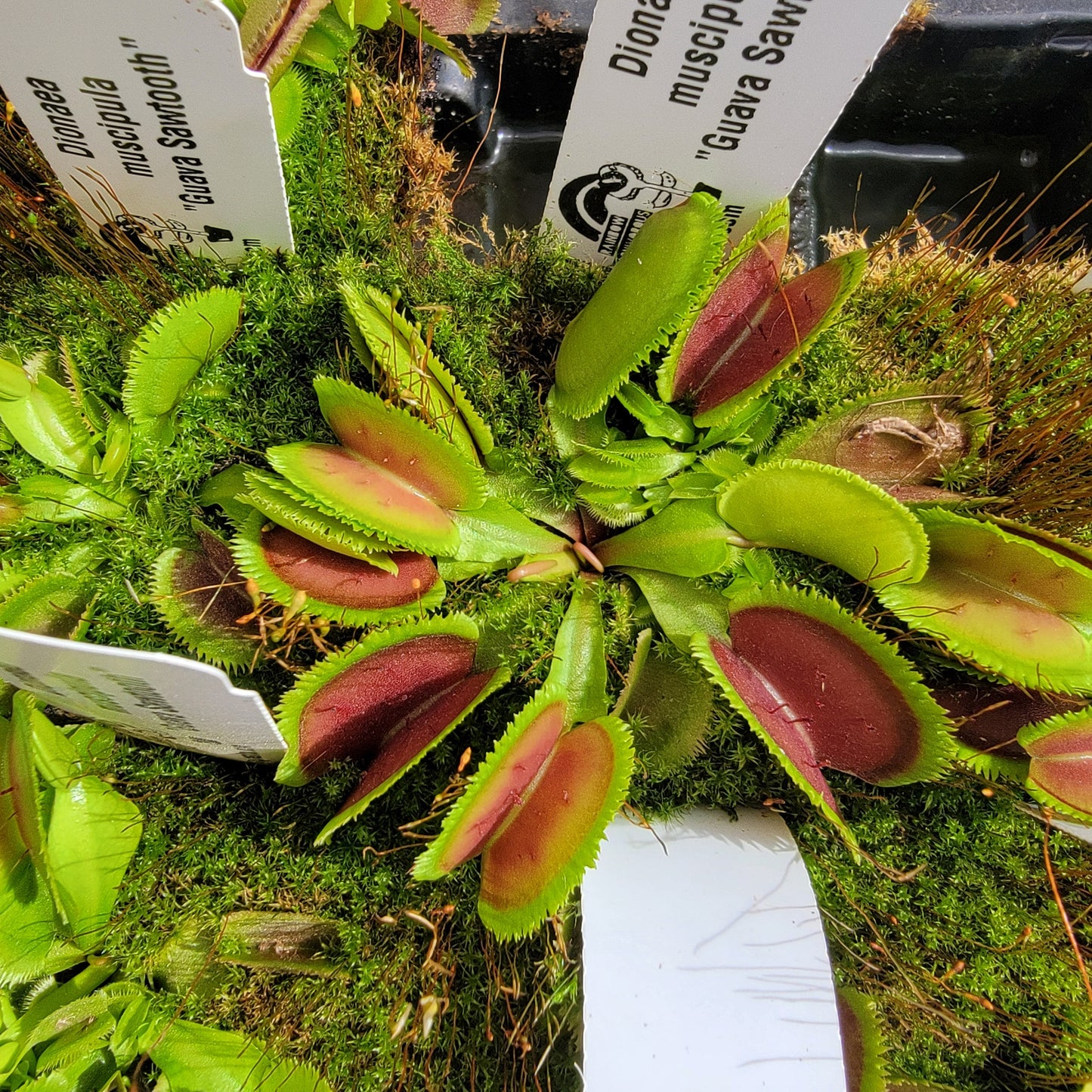 Venus flytrap (Dionaea muscipula) 'Guava Sawtooth'
