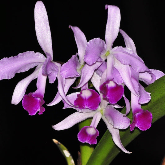 Cattleya lawrenceana 003008