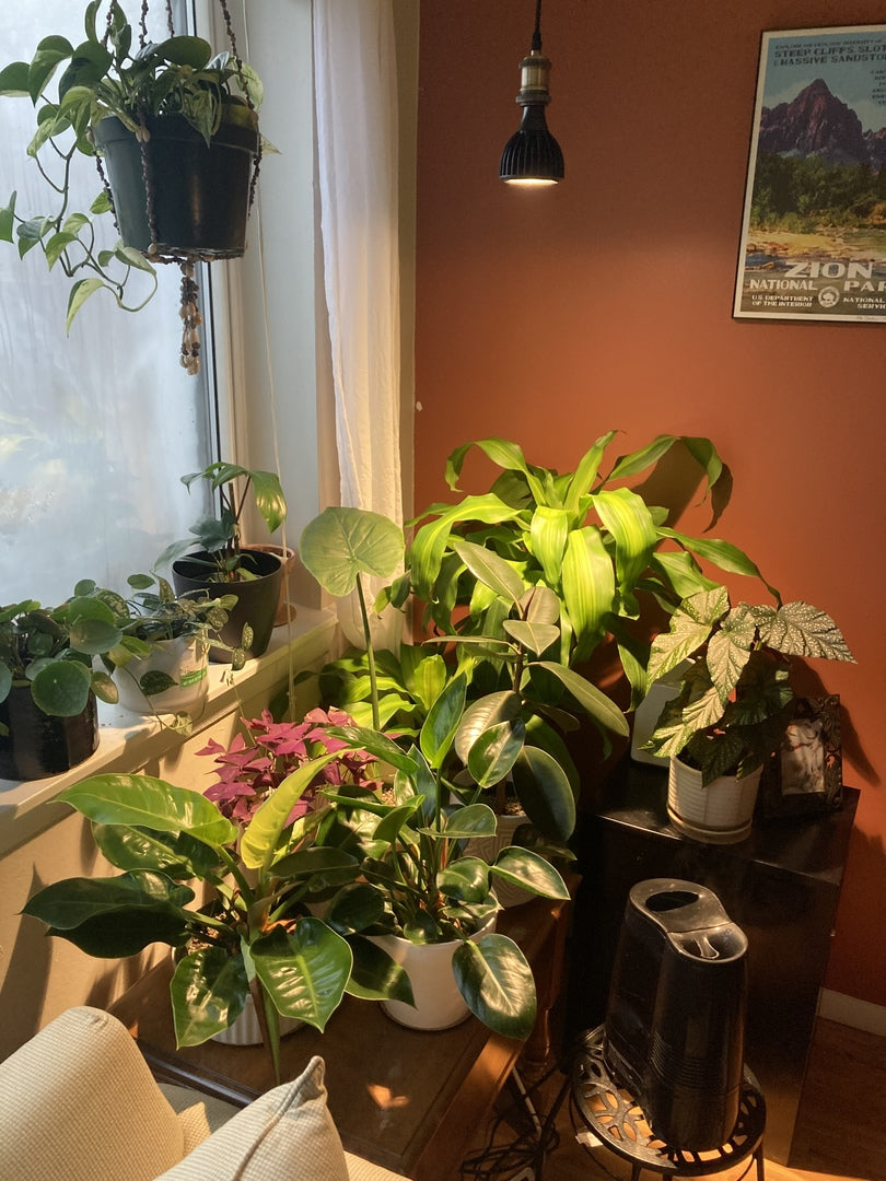 Vita™ Grow Light