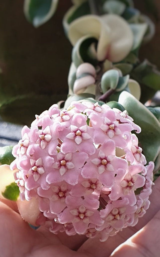 Hoya carnosa albomarginata