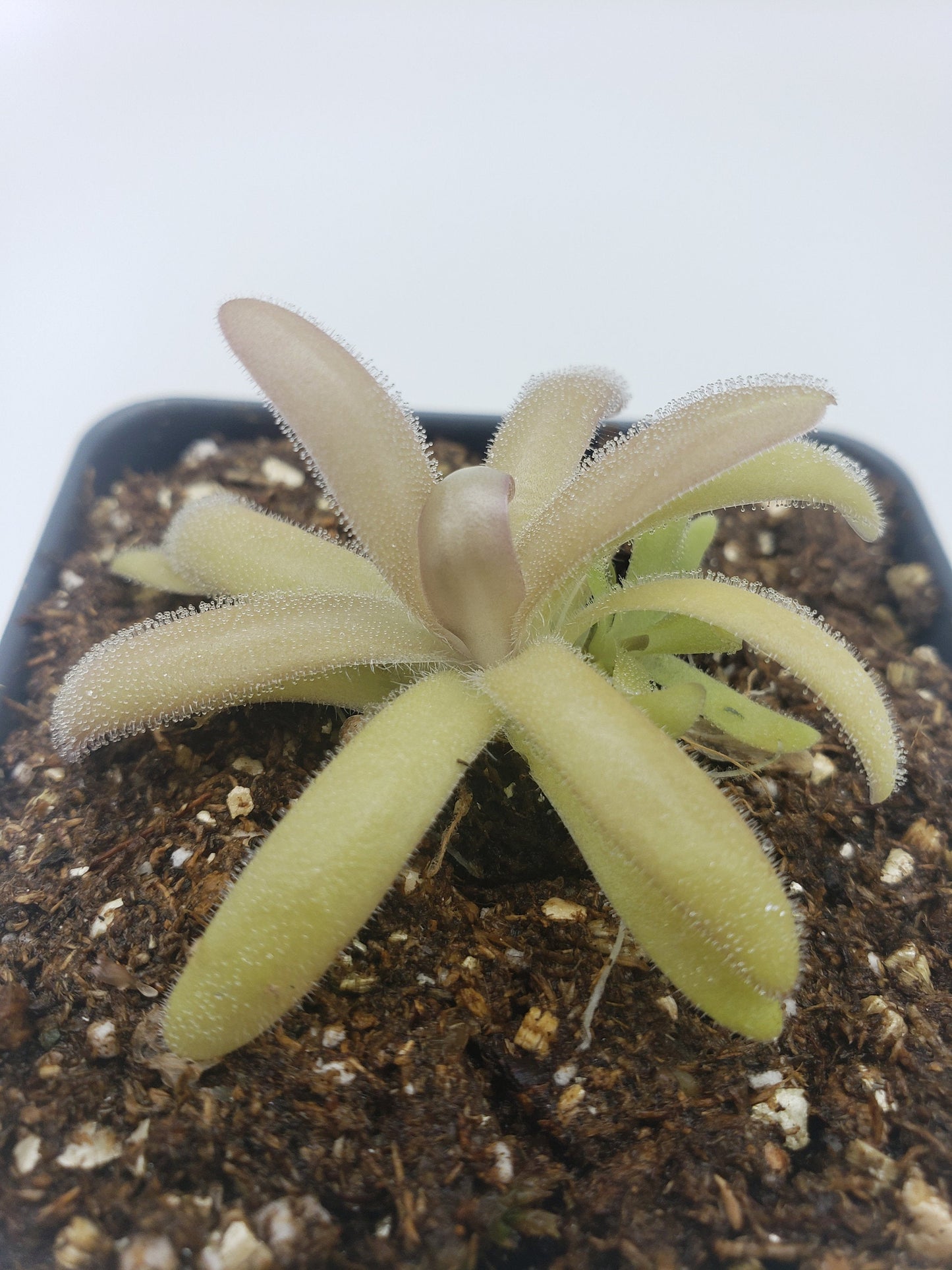 Pinguicula agnata x gypsicola