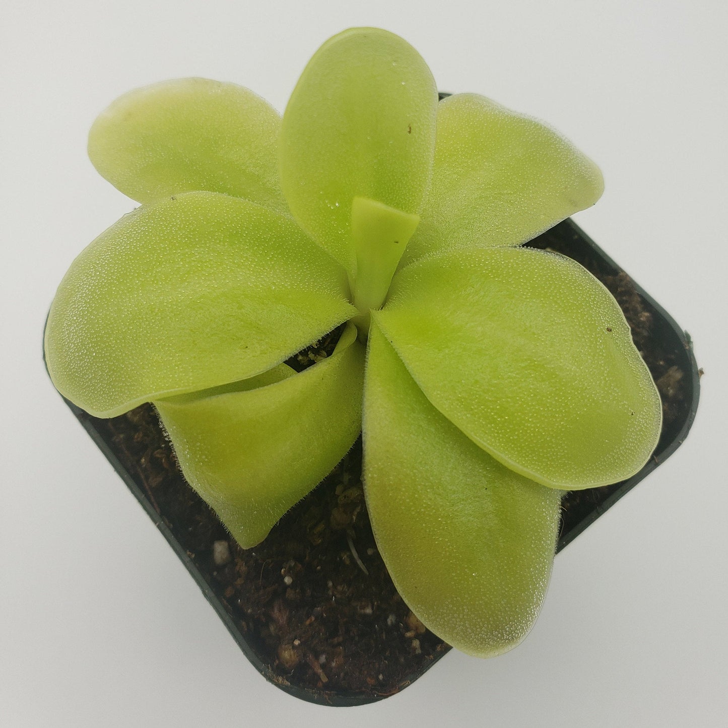 Pinguicula gigantea x 'Huahuapan'