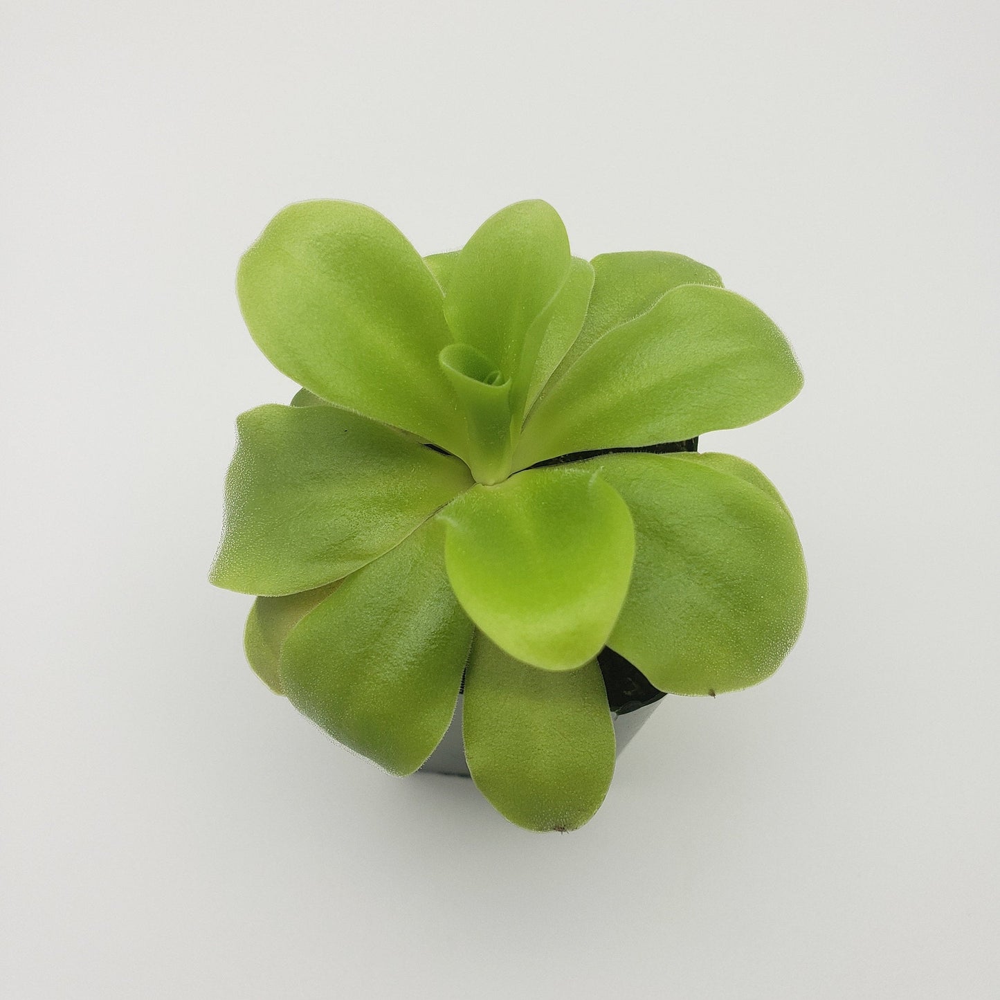 Pinguicula agnata 'El Lobo' x 'Huahuapan'