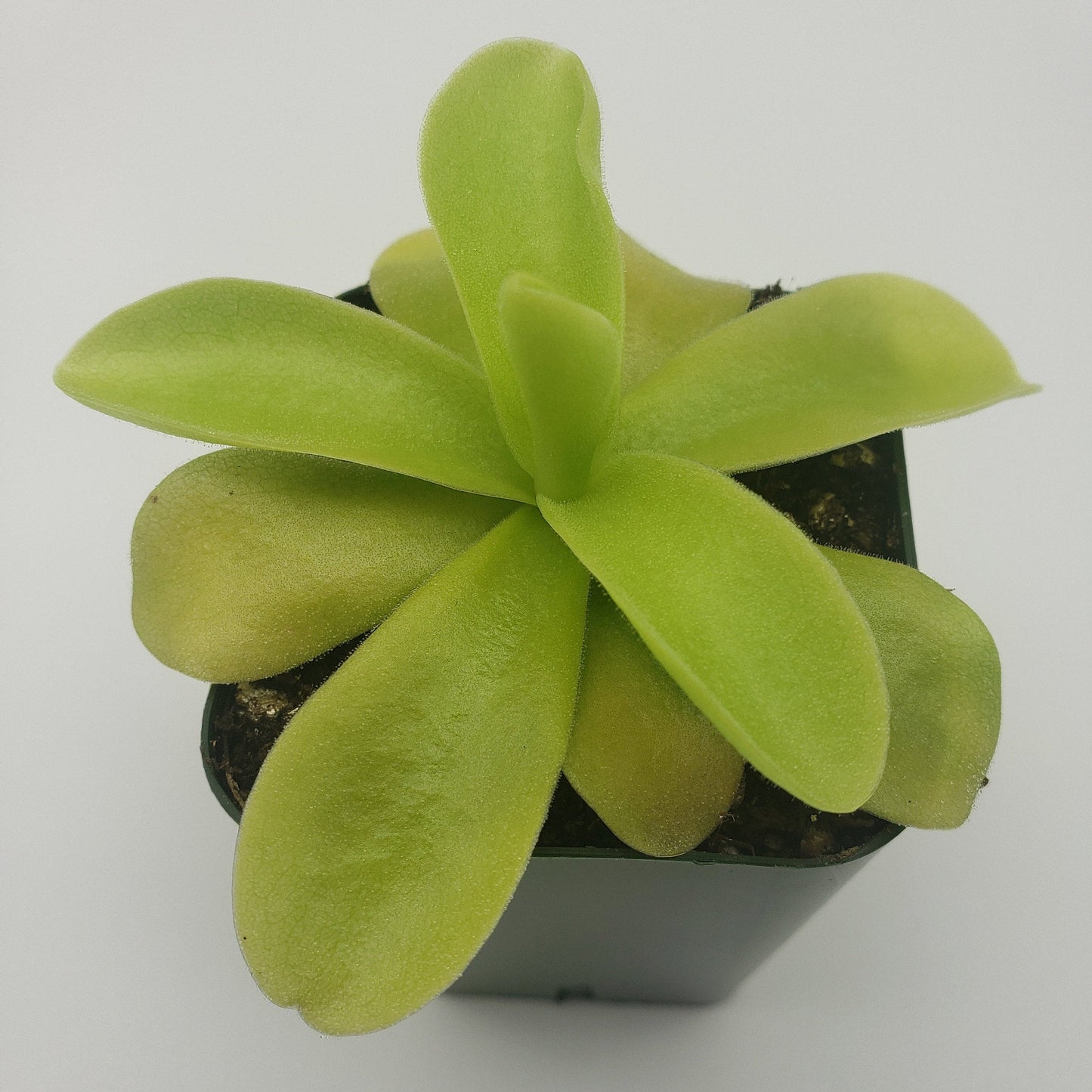 Pinguicula gigantea