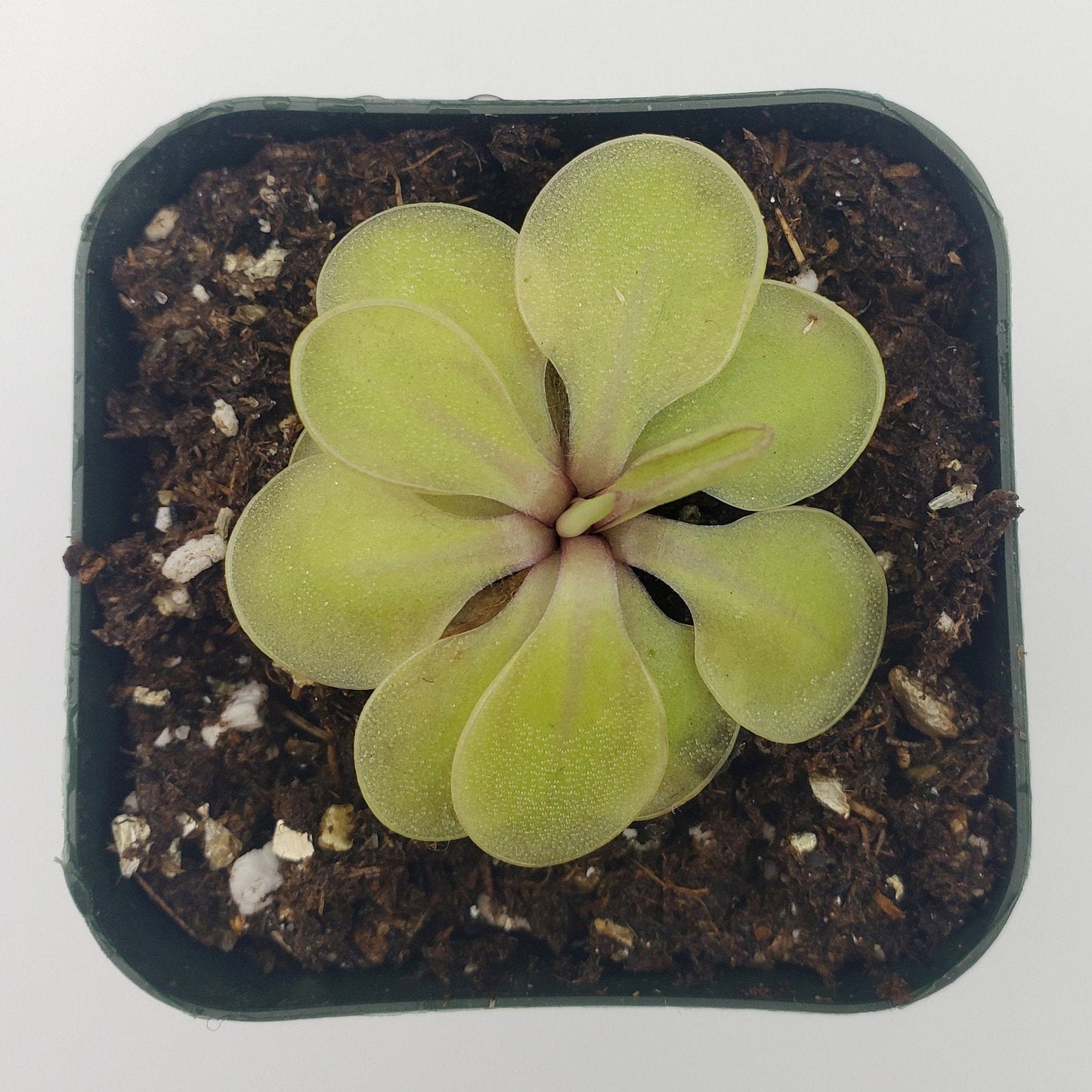 Pinguicula emarginata x 'Huahuapan'