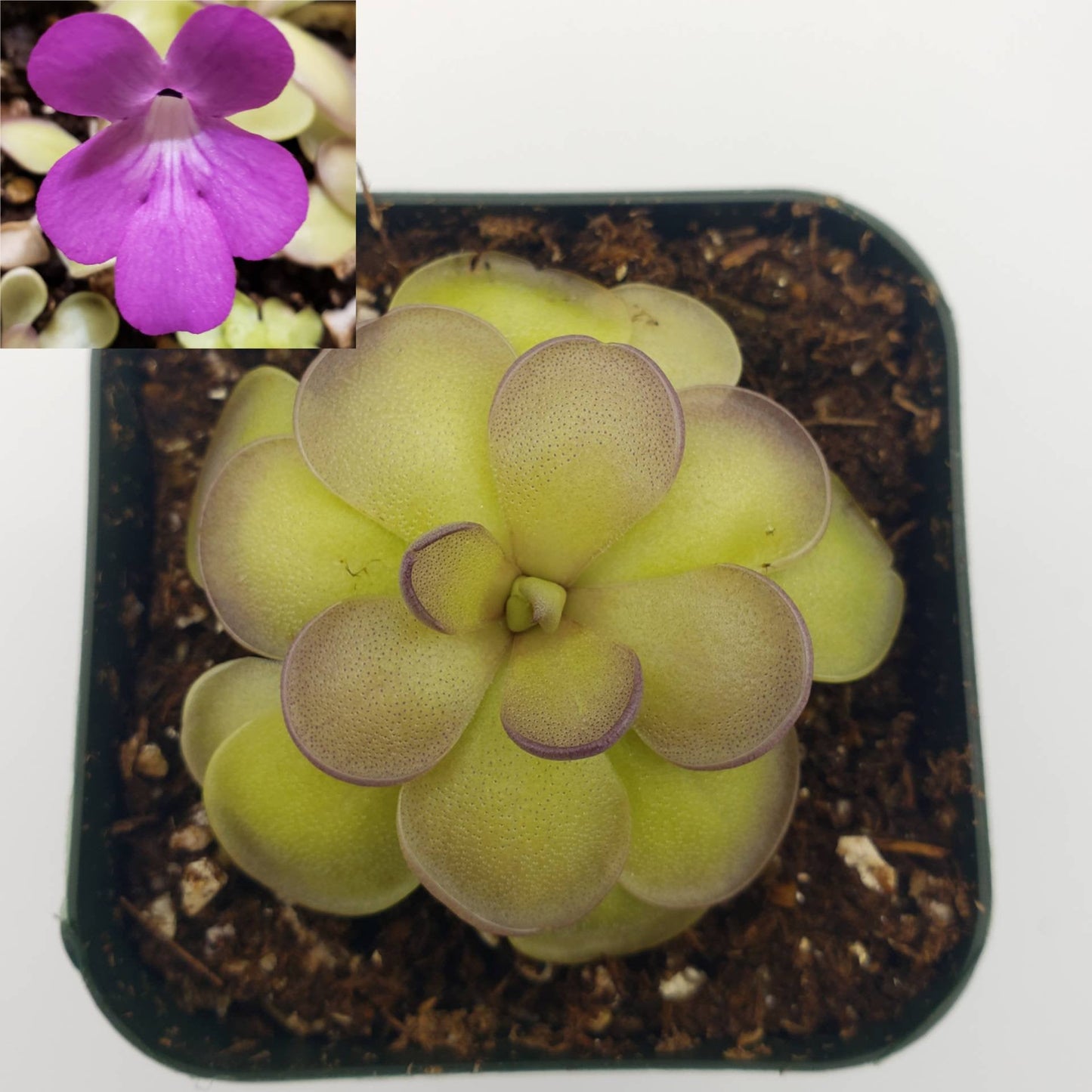 Pinguicula hemiepiphytica x cyclosecta