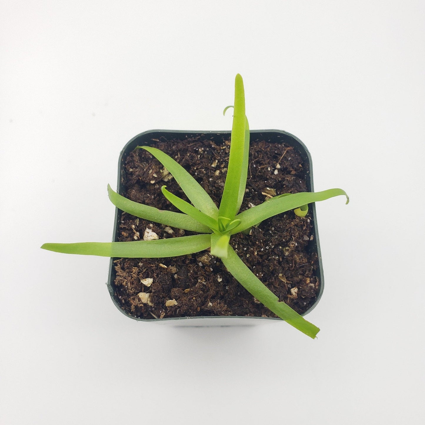 Pinguicula moctezumae
