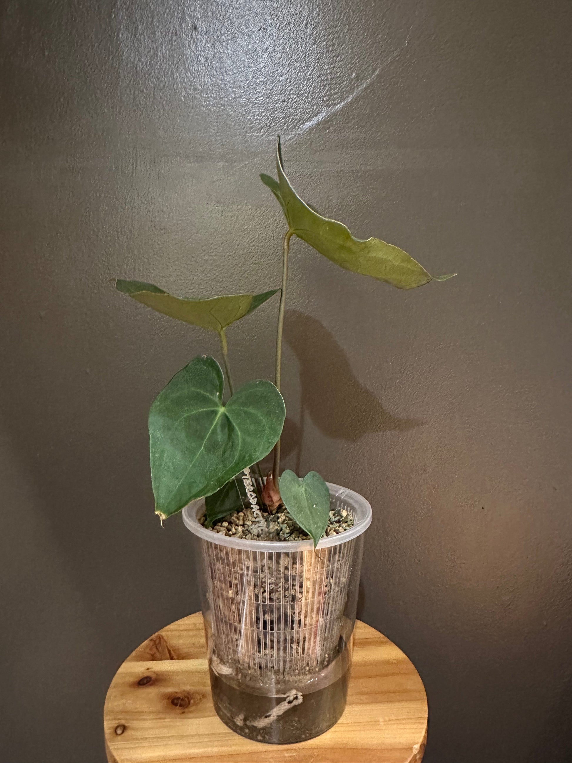 clear self watering planter Clear Self Watering Pots