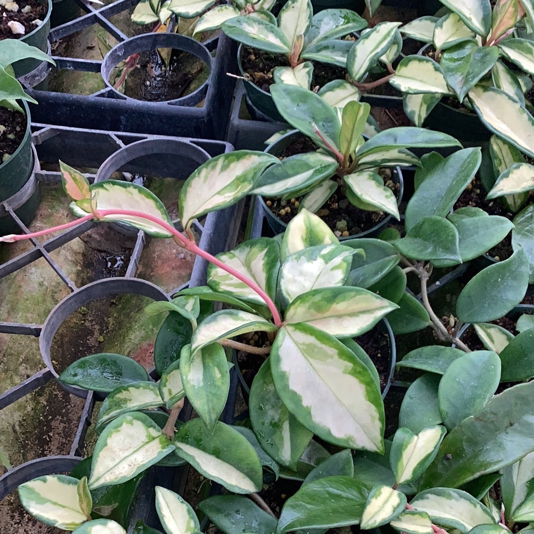 Hoya carnosa variegated