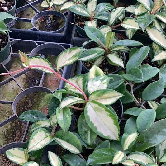 Hoya carnosa variegated