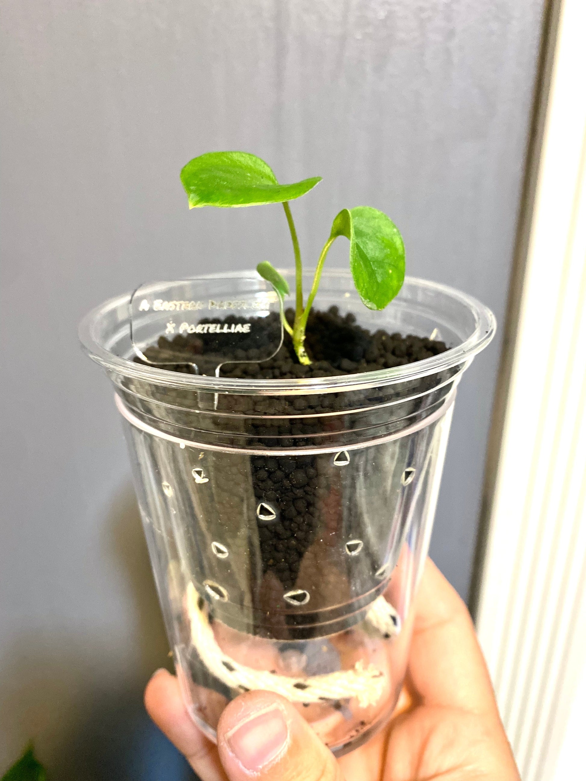 self watering pot for plants Clear Self Watering Pots
