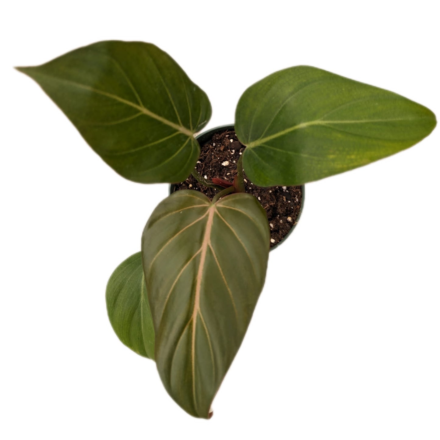 Philodendron Summer Glory