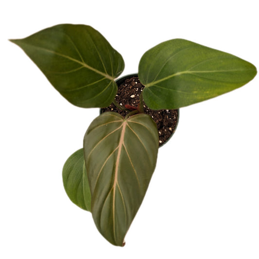 Philodendron Summer Glory