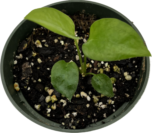 Philodendron Skeleton Key