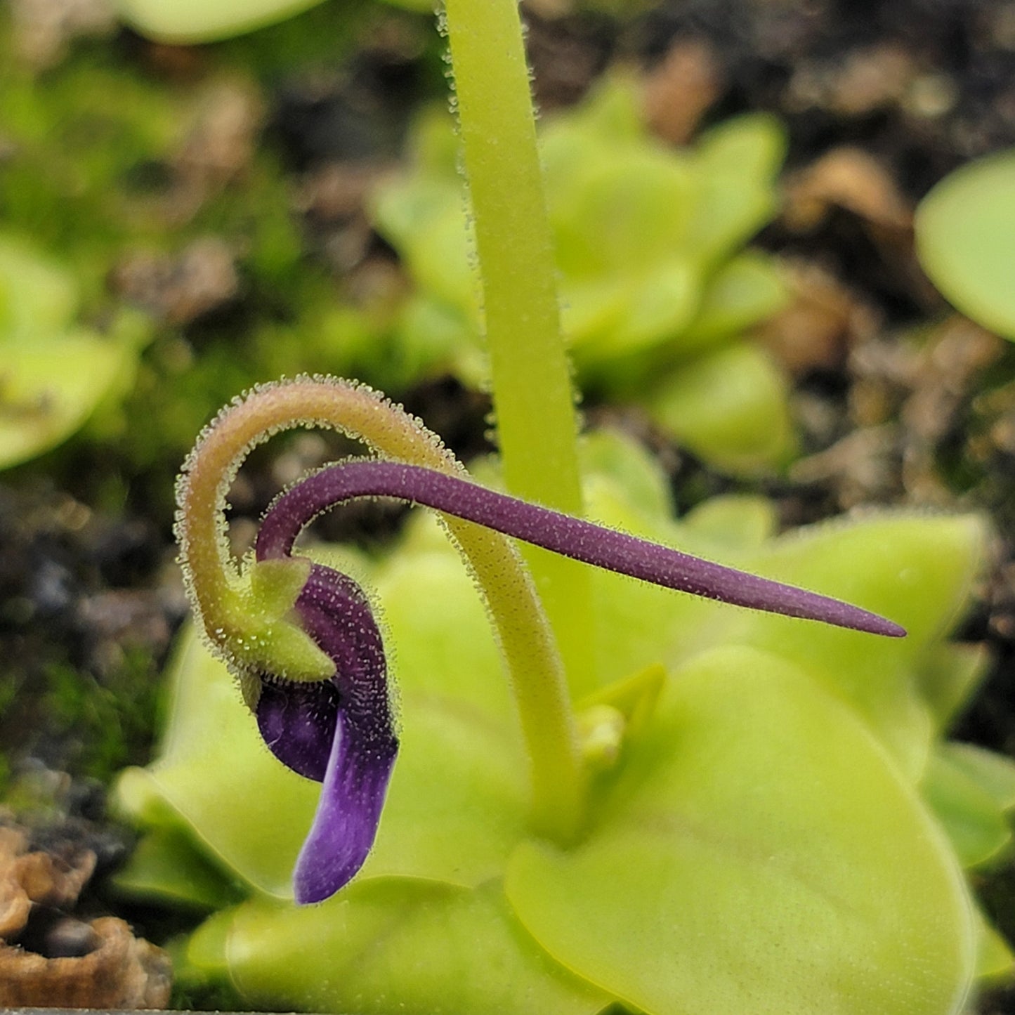 Pinguicula macrophylla