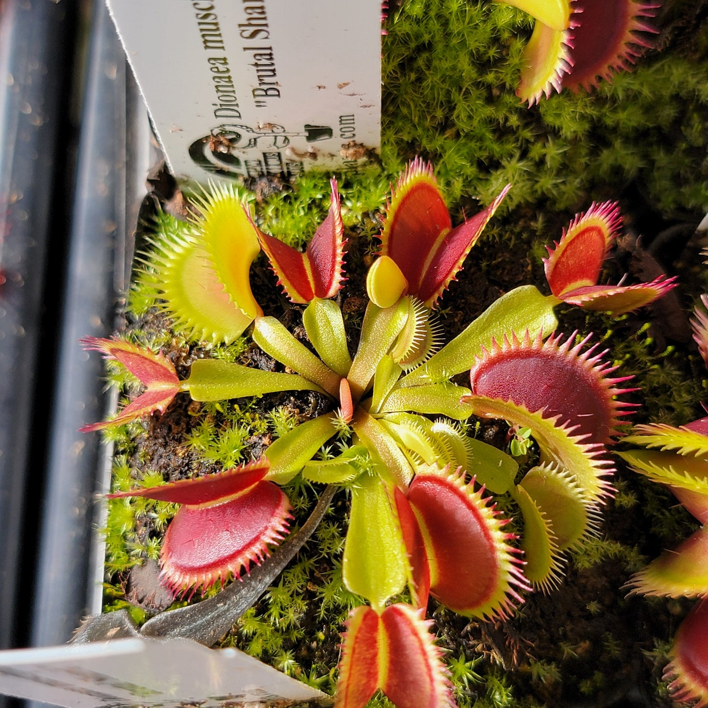 Venus flytrap (Dionaea muscipula) "Brutal Shark"