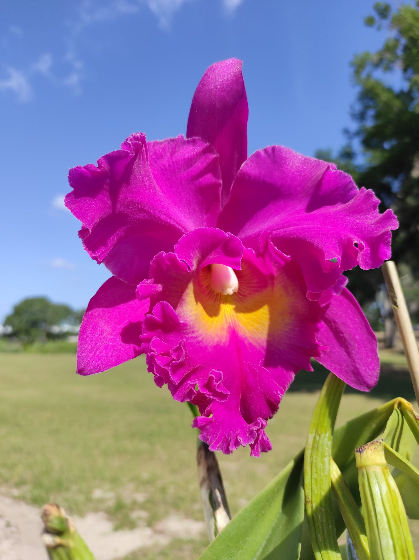 Brassolaeliocattleya Juliana Ec x Blc. Pink Empress