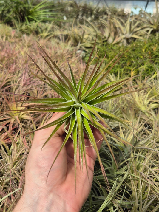 Tillandsia Stricta Inverta