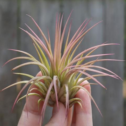 Tillandsia Ionantha Rubra air plant