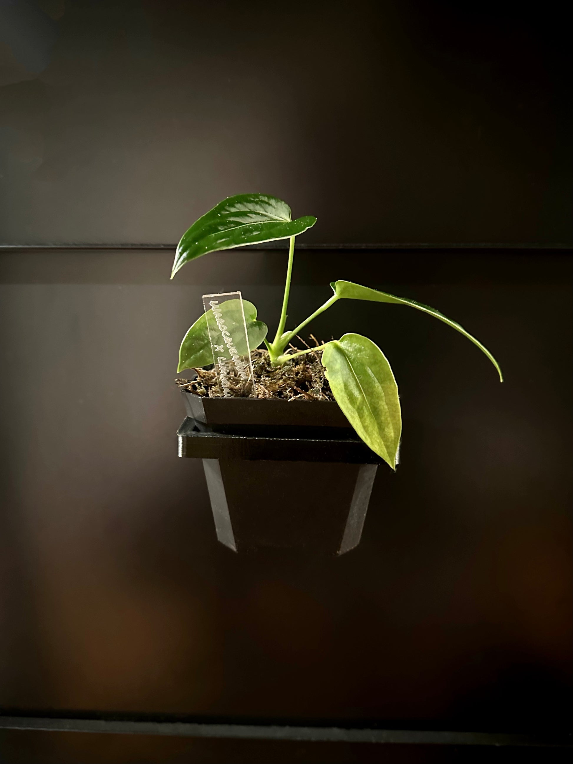 magnetic pot plant Square Magnetic Pot Holders – Maddwoods