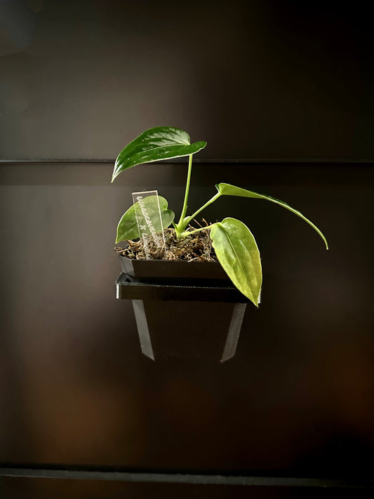 Square Magnetic Pot Holders - Maddwoods