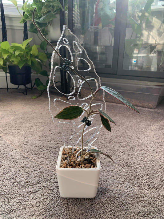 Obliqua Trellis - Maddwoods