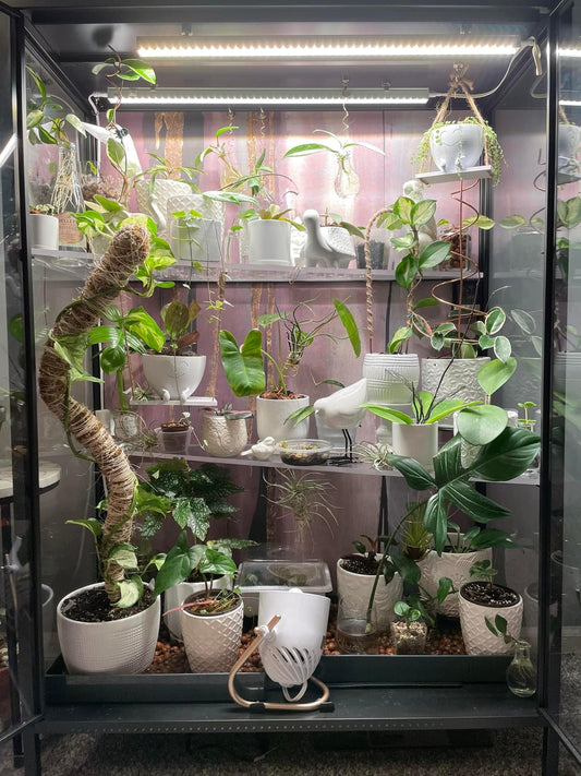 Rudsta Wide Full Corner to Corner - Maddwoods