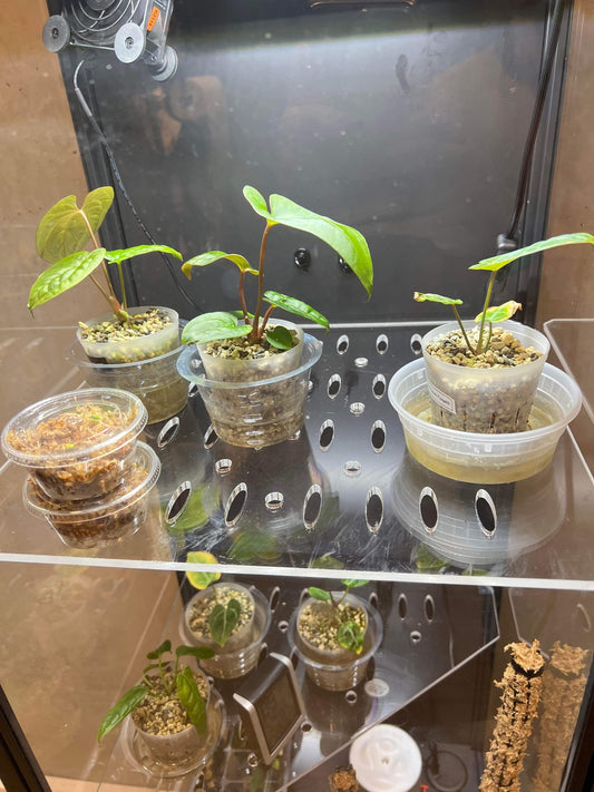 Rudsta Tall Full Shelf - Maddwoods