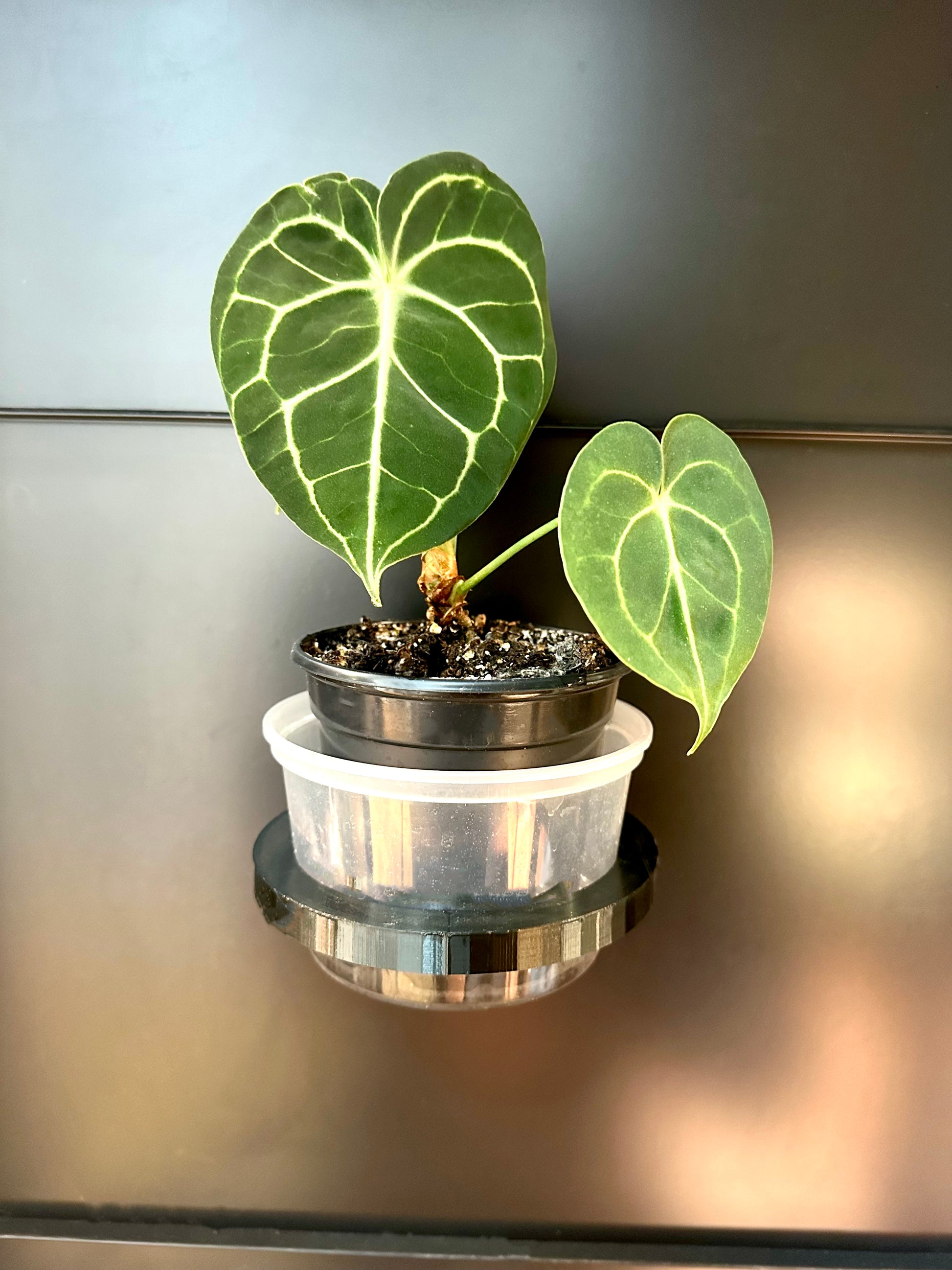 magnetic plant pot holder Round Magnetic Pot Holders