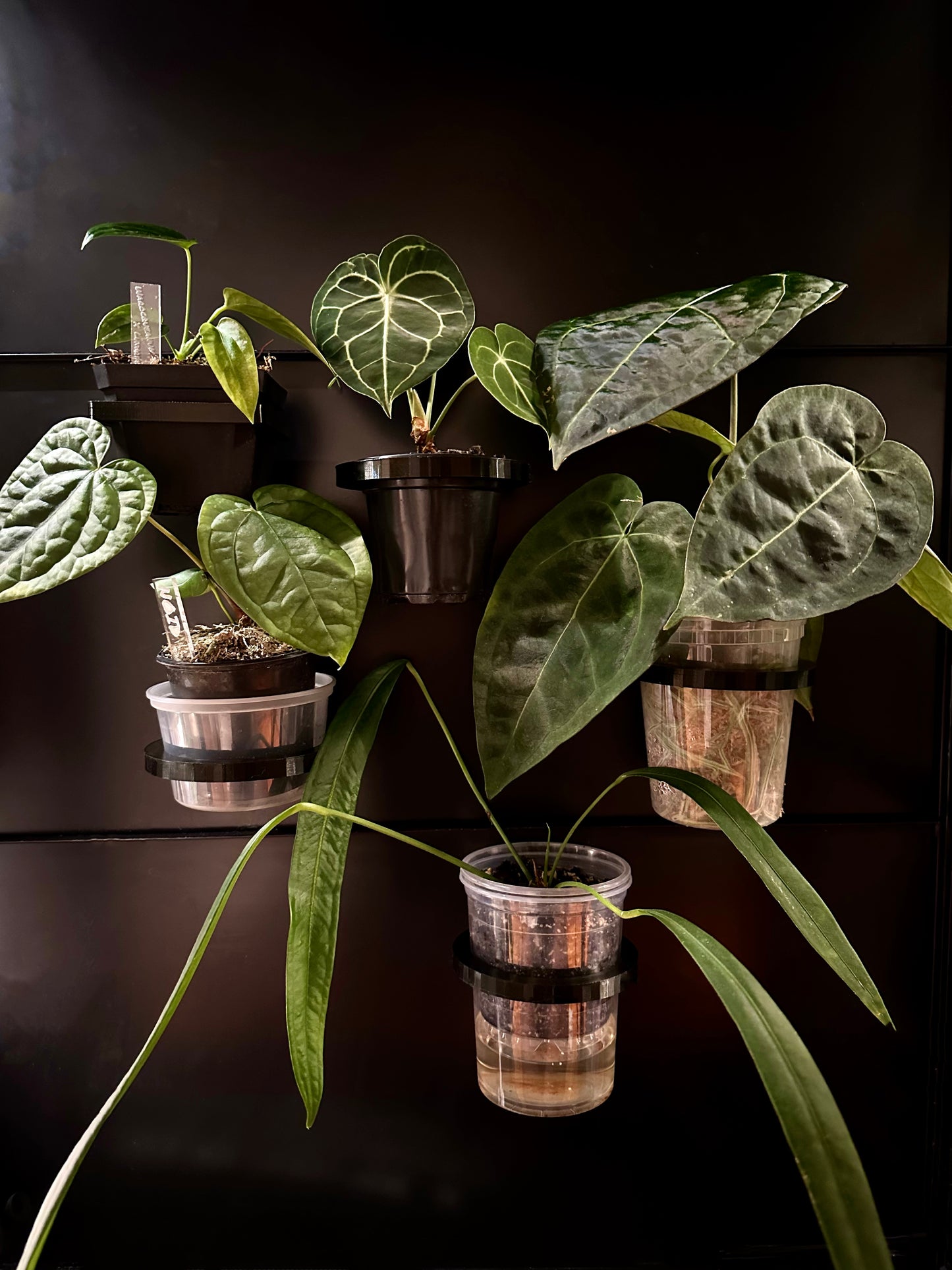 magnetic plant pots Round Magnetic Pot Holders – Maddwoods